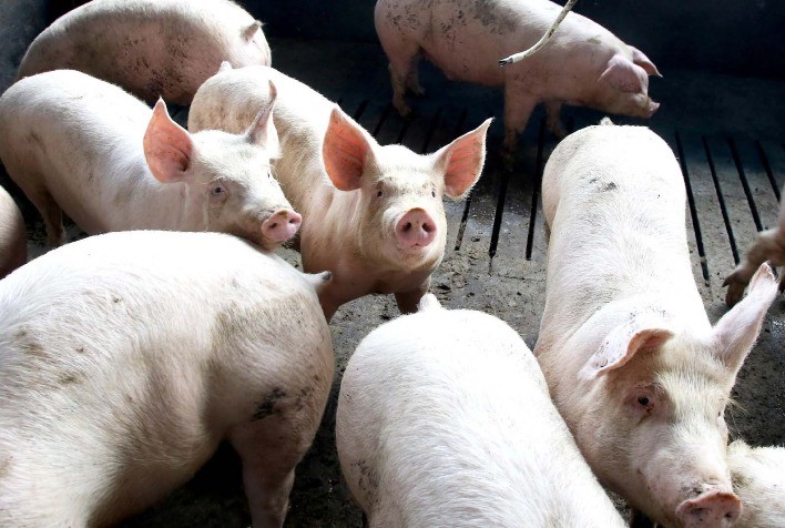 Paraná bate recorde histórico nas exportações de carne suína e amplia participação no mercado global