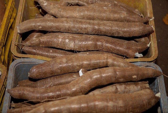 Colheita de mandioca avança lentamente e preços se mantêm estáveis, aponta Cepea