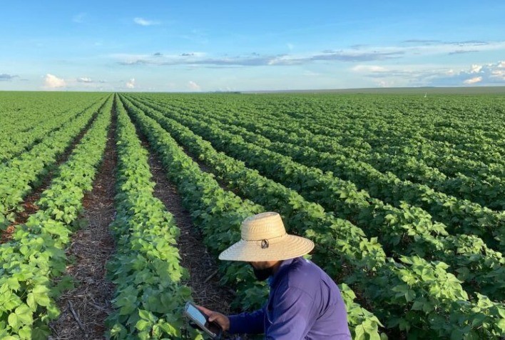 Bahia deve ampliar produção agrícola em 2026 com crescimento em 16 culturas, aponta IBGE