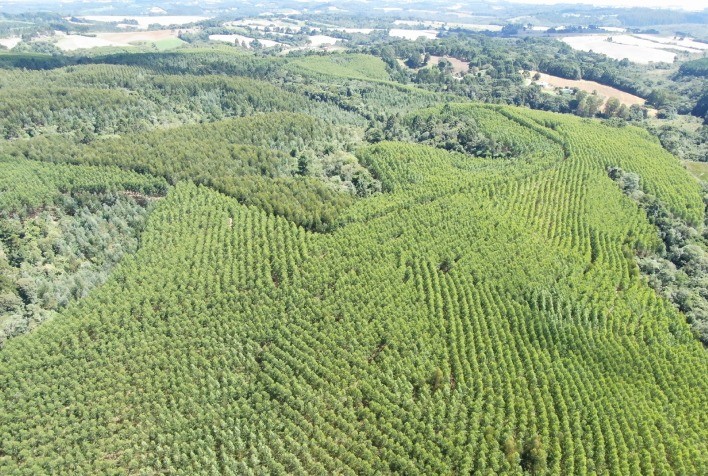 Castrolanda celebra 40 anos de reflorestamento e projeta produção de 100 mil toneladas de madeira até 2030