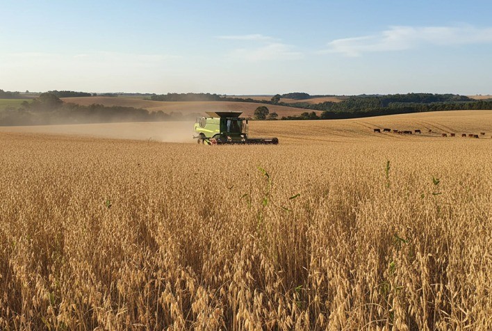 Colheita da aveia-branca avança no Rio Grande do Sul com boa qualidade e produtividade estável