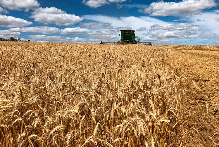 Trigo: Preços sob Pressão no Brasil com Perspectiva de Oferta Global Recorde