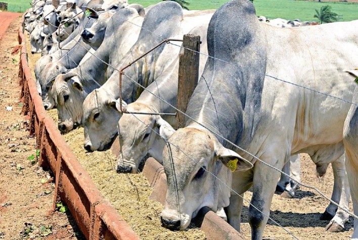 Redução parcial de tarifas nos EUA e desaceleração da China acendem alerta no mercado brasileiro de carne bovina