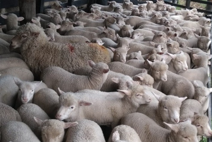 Cordeiro rompe barreiras de preço e impulsiona ovinocultura no Rio Grande do Sul