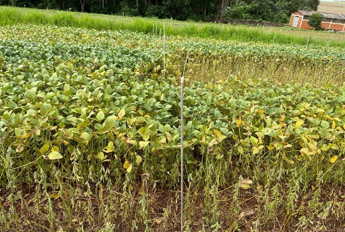 Sipcam Nichino intensifica treinamentos sobre ferrugem da soja diante de previsão de escassez de fungicidas multissítios