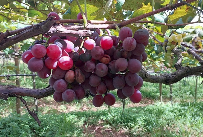 Pesquisadores de São Paulo finalizam protocolo de controle da ‘podridão da uva madura’; medidas serão divulgadas em dezembro
