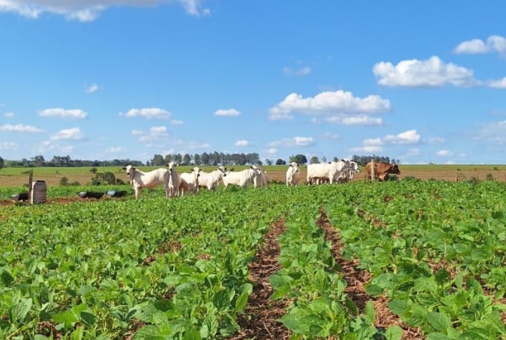 Dia de Campo em Iporã destaca estratégias de ILPF para enfrentar extremos climáticos e garantir estabilidade produtiva