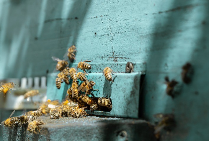 Diálogo e formalização fortalecem a apicultura como pilar sustentável do agronegócio brasileiro