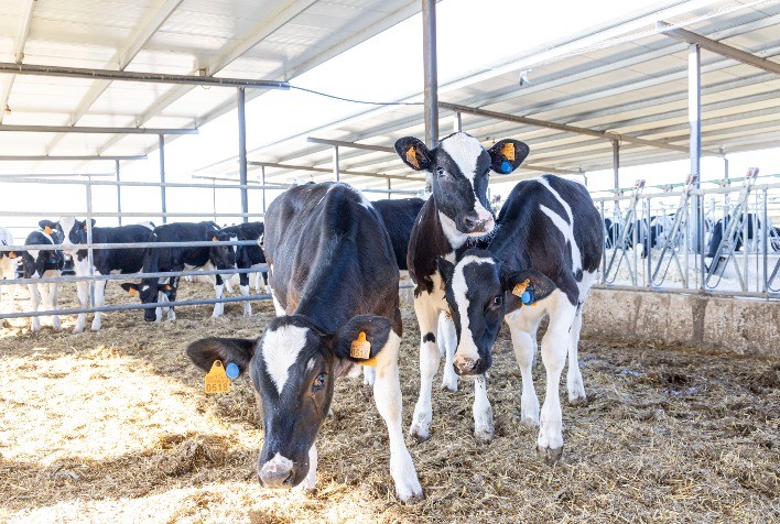 Tecnologia de monitoramento reduz em 92% a mortalidade de bezerras em fazenda mineira