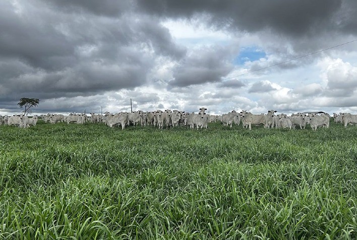 Período chuvoso aumenta risco de pragas em pastagens e exige atenção redobrada dos pecuaristas