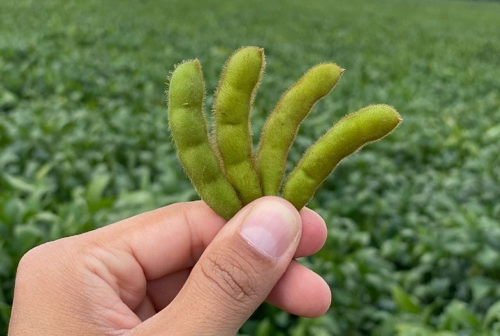 Superbac lança Tilsis, bioinsumo de dupla ação contra fungos e nematoides que promete elevar a produtividade das lavouras