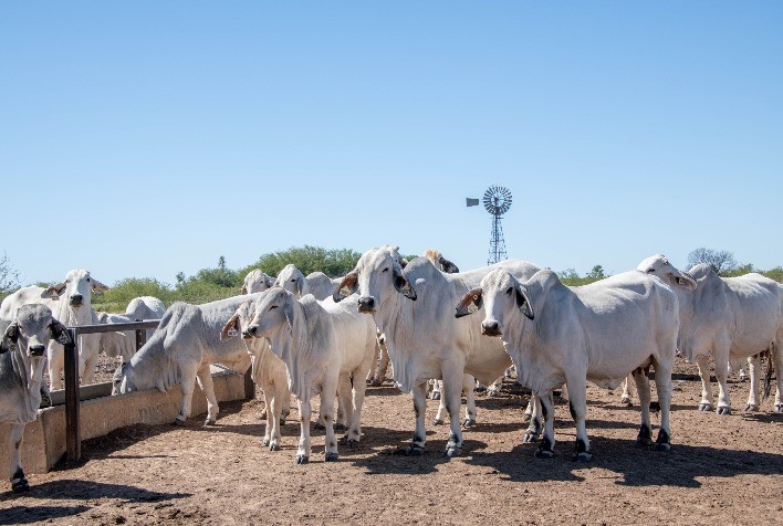 Zoetis alerta para importância do protocolo 5-8-11 na entrada das águas e reforça controle contra verminoses no rebanho