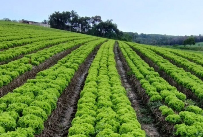 Pesquisa genética eleva desempenho das alfaces cultivadas no Brasil e amplia segurança do produtor