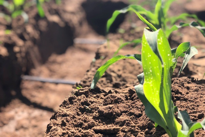 Enterrar mangueiras de irrigação aumenta durabilidade do sistema e reduz desperdício de água, orientam especialistas