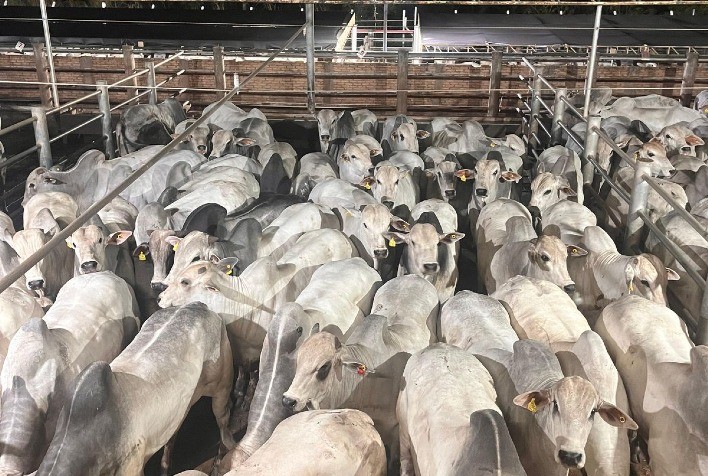 Circuito Nelore de Qualidade avalia 1.581 machos em Andradina (SP) e destaca excelência genética da raça