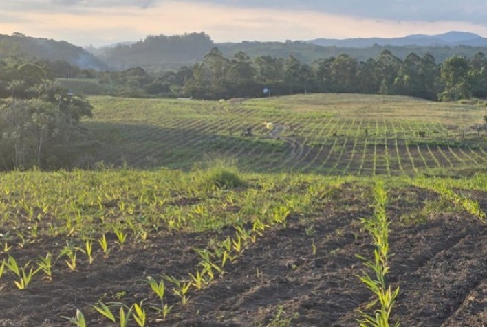 Palmito pupunha do Vale do Ribeira recebe selo de Indicação Geográfica e reforça tradição sustentável da região