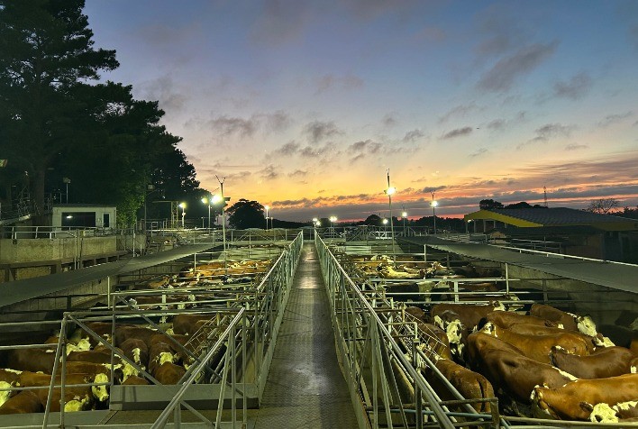Concurso de Carcaças destaca avanço genético e qualidade da Carne Hereford no Rio Grande do Sul