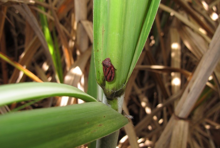 Controle da cigarrinha-das-raízes se torna prioridade para preservar produtividade e rentabilidade da cana-de-açúcar
