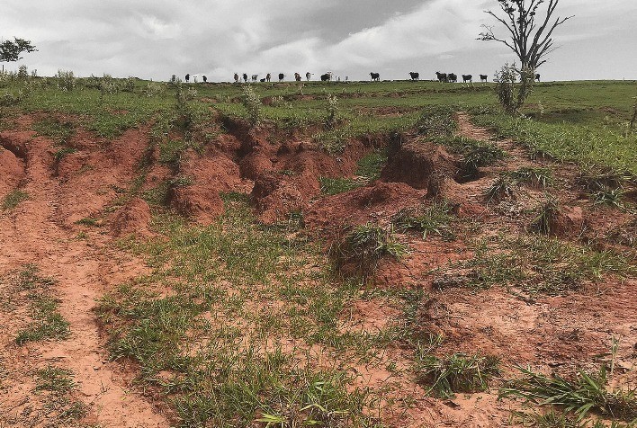 Recuperação de pastagens degradadas avança e promete impulsionar sustentabilidade e produtividade no agro