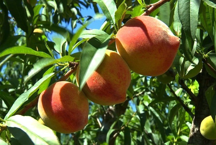 Frio atrasa maturação do pêssego no RS e preocupa produtores para festas de fim de ano