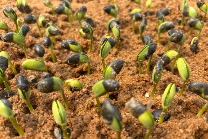 Semente certificada garante segurança e previsibilidade no início da safra, mesmo com incertezas climáticas