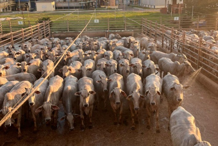 Circuito Nelore de Qualidade avalia 741 animais em etapa realizada em Santana do Araguaia (PA)