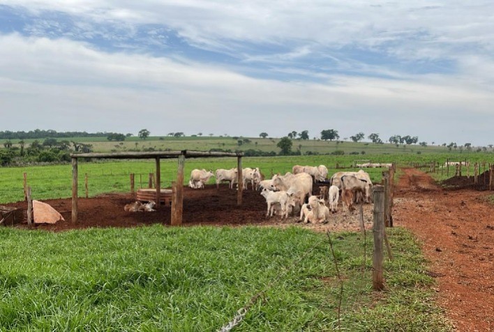 Genética CV Nelore Mocho é destaque em pesquisa da USP sobre qualidade da carne bovina