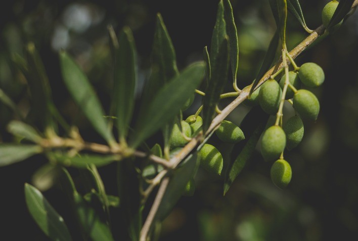 Bagé se torna a capital da olivicultura e recebe especialistas do Brasil e do Uruguai para debater o futuro do azeite e do olivoturismo