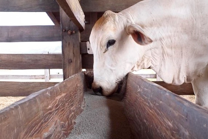 Suplementação Mineral Garante Eficiência Reprodutiva e Aumenta Rentabilidade do Rebanho