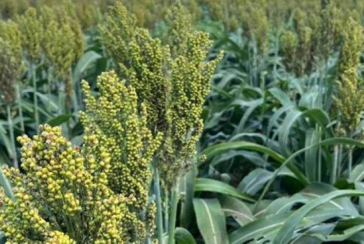 Boa Safra conquista liderança nacional em produtividade de sorgo na Safrinha 2025