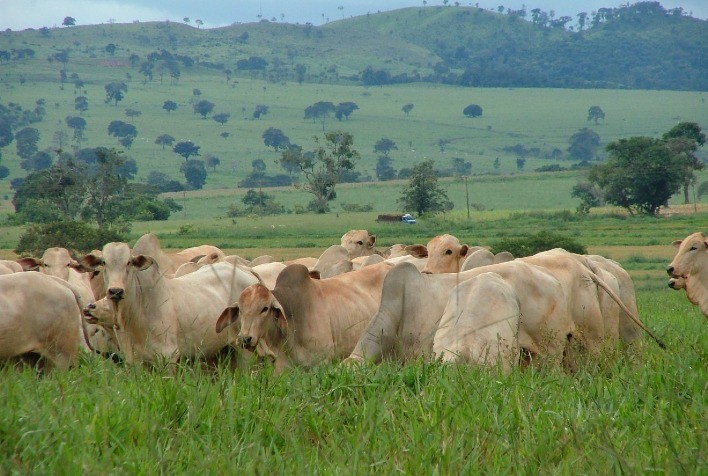 Mercado do boi gordo mostra leve aquecimento, mas preços seguem estáveis em grande parte do país