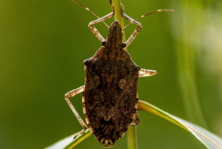 Percevejo-marrom surge mais cedo e acende alerta para manejo da soja na safra 2026