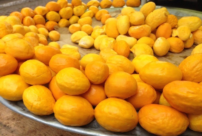 Ribeirão Cascalheira projeta aumento de 30% na colheita de pequi e reforça título de “capital” do fruto em Mato Grosso