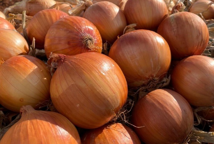 Produtividade da cebola cresce no Brasil com expansão de híbridos adaptados à mecanização