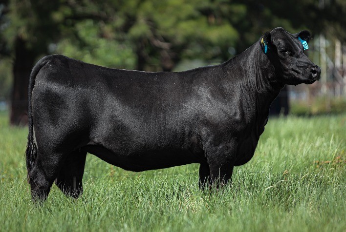 Leilão Catel 2025 reúne terneiras Angus, Brangus e Ultrablack selecionadas em parceria entre Rincon e Reconquista