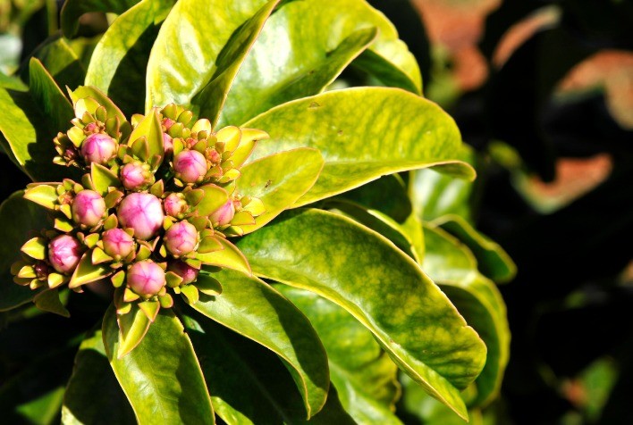 Farinhas de amoreira e ora-pro-nóbis melhoram saúde, imunidade e sustentabilidade na piscicultura