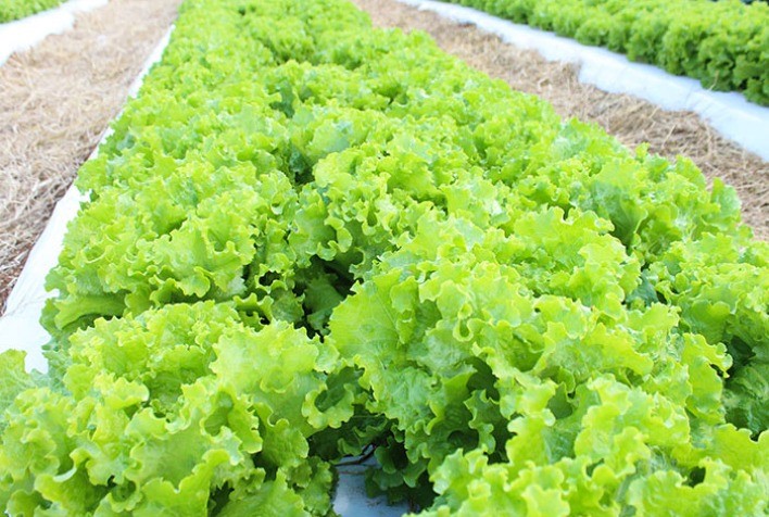 Feriado e excesso de oferta reduzem vendas e preços da alface na Ceagesp, aponta Cepea