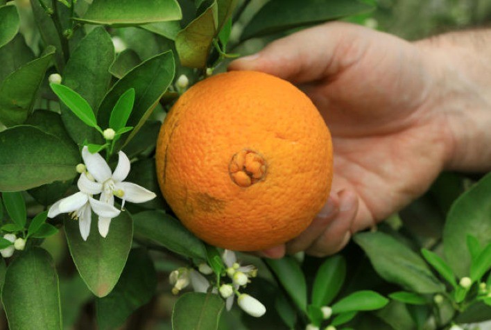 Citricultura gaúcha registra alta nos preços e boa produtividade, aponta Emater/RS-Ascar