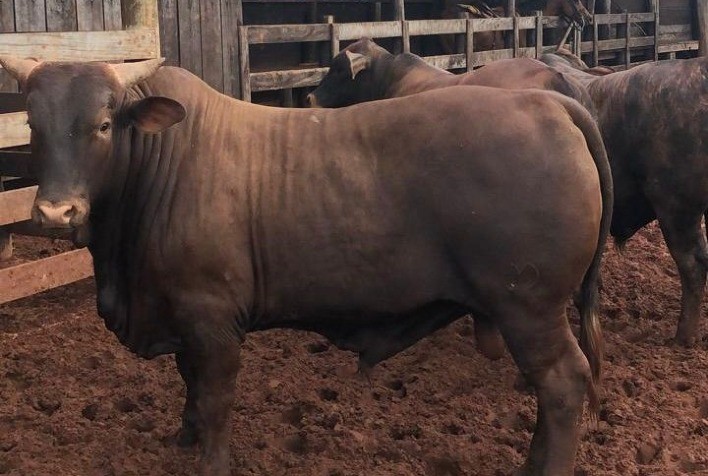 Santa Gertrudis ganha força no cruzamento industrial com desempenho de 20 arrobas aos 15 meses