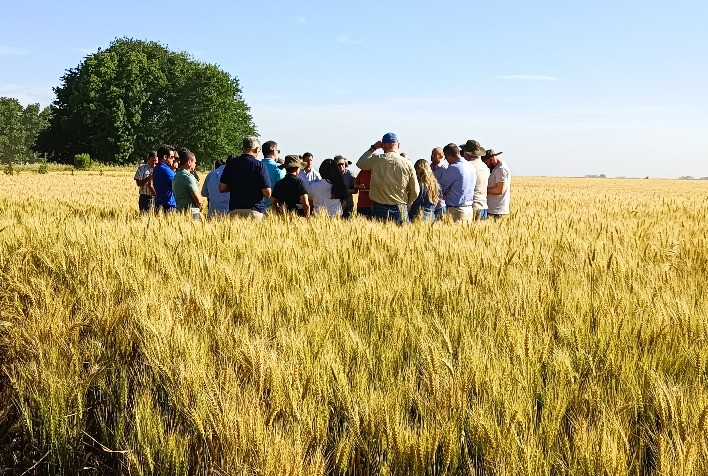 Argentina prevê safra recorde de trigo em 2025/26, mas qualidade do grão preocupa moinhos brasileiros