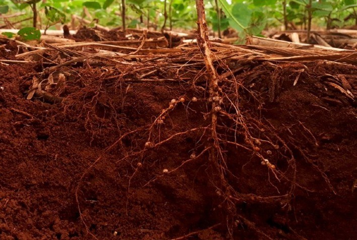 Pesquisadores apontam soluções sustentáveis e nanotecnológicas para combater nematoides da soja