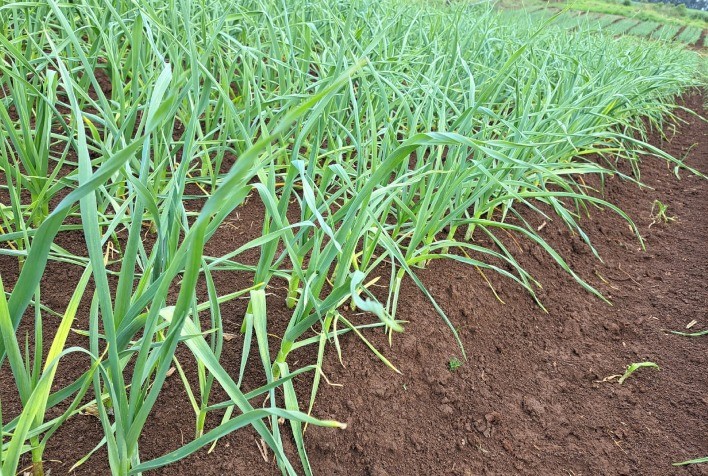 Biotecnologia impulsiona produção de alho no Brasil e amplia rentabilidade do produtor