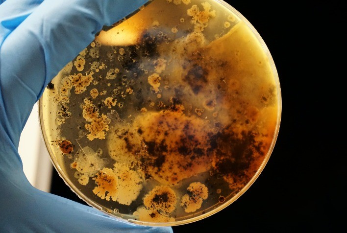 Bioinsumos impulsionam produtividade e reduzem custos no agronegócio brasileiro