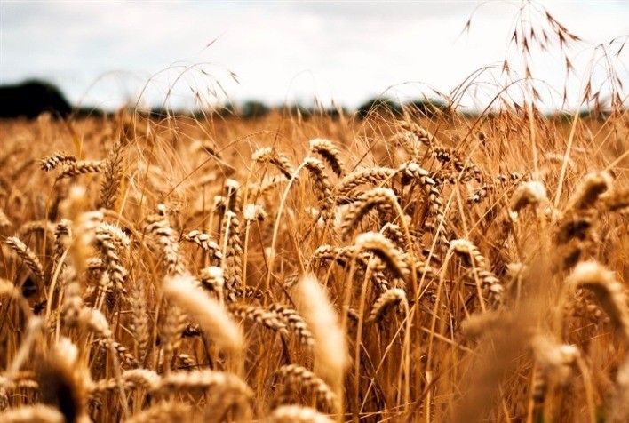 Trigo no Brasil e cenário internacional pressionado — entenda o momento do mercado