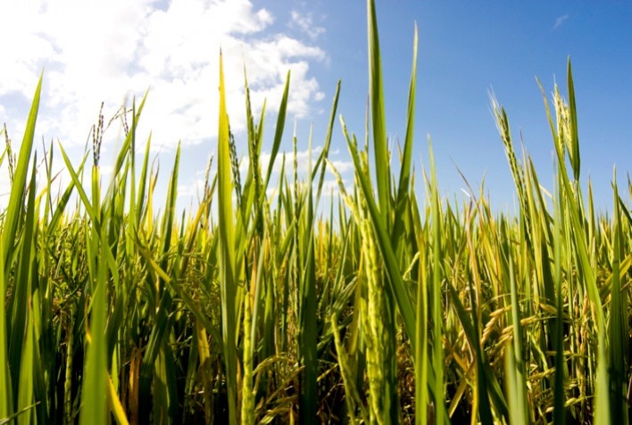 Safra de arroz no RS avança, mas produtores enfrentam margens negativas com queda nos preços