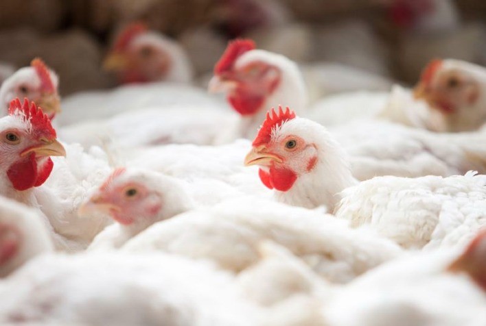 Produção de carne de frango deve bater novo recorde em 2026, com 15,86 milhões de toneladas, aponta Conab