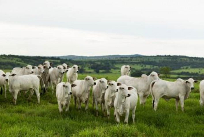 Zoetis destaca avanços em reprodução bovina no GERAR Corte 2025 e reforça oportunidades diante do mercado aquecido