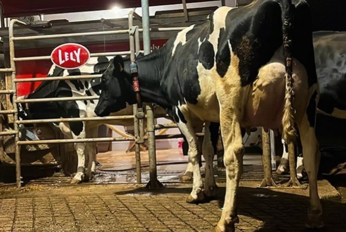Automação no cocho e na ordenha eleva produção de leite em 7,4%, revela pesquisa global da Lely