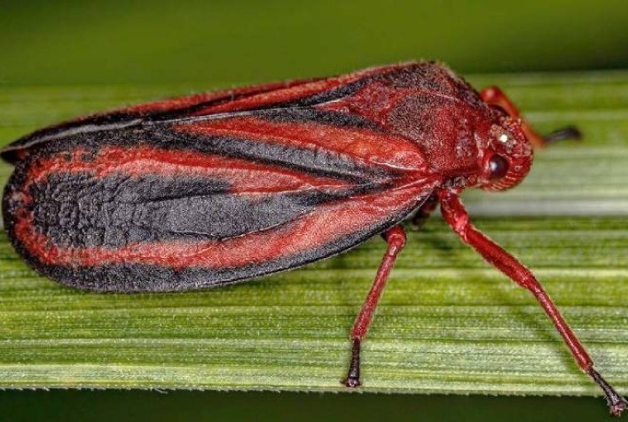 Cientistas da Unesp identificam nova espécie de cigarrinha que ameaça lavouras de cana-de-açúcar no Brasil