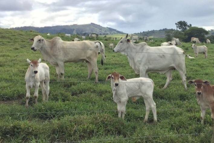Eficiência reprodutiva começa antes da inseminação e impulsiona produtividade na pecuária de corte